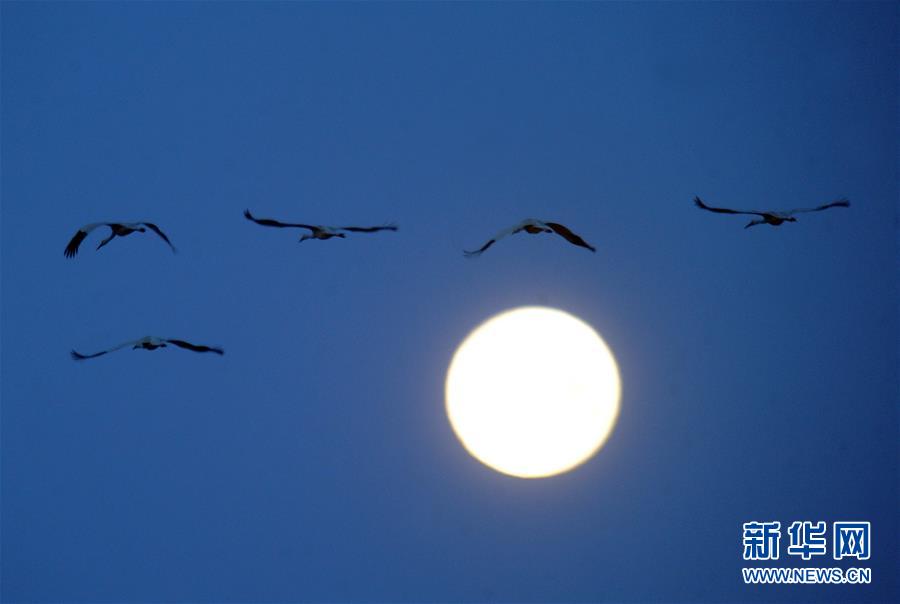 (北京世園會·圖文互動)(1)吉林分區(qū)域推進生態(tài)保護 讓綠色發(fā)展底氣更足