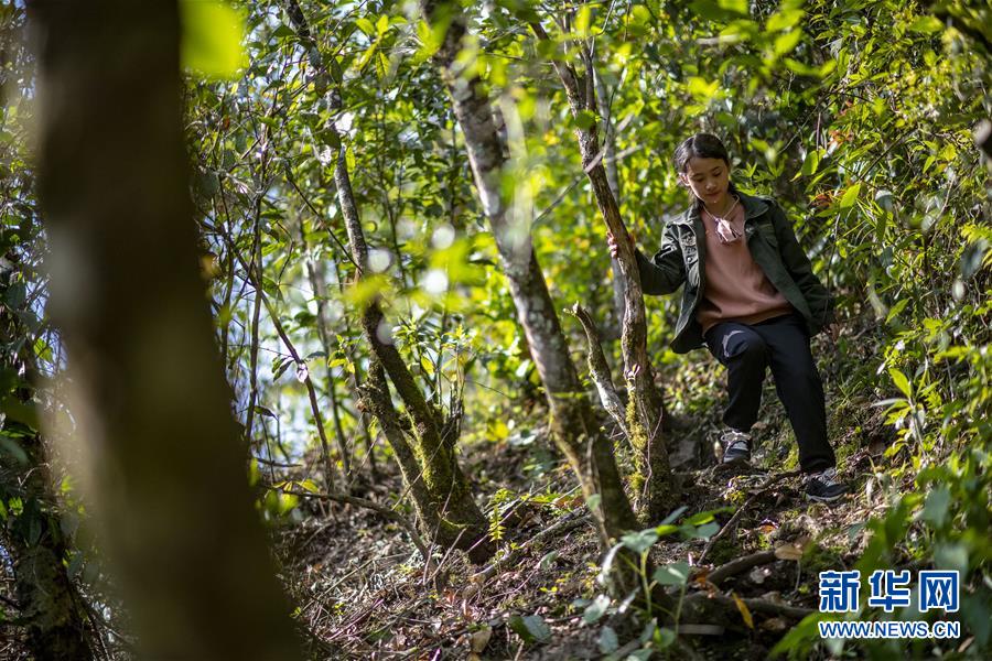 （直過民族脫貧攻堅&middot;圖文互動）（6）滿目青山變成&ldquo;綠色銀行&rdquo;&mdash;&mdash;我國獨龍族人民走出綠色脫貧之路