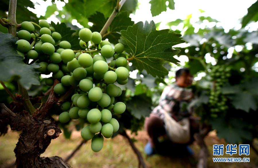 （新華全媒頭條&middot;圖文互動(dòng)）（4）一個(gè)傳統(tǒng)農(nóng)業(yè)縣的脫貧之路&mdash;&mdash;來自河北新河的調(diào)查報(bào)告