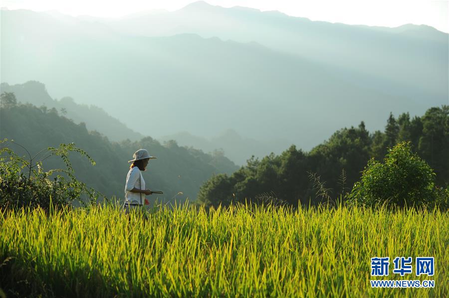 （新華全媒頭條&middot;圖文互動(dòng)）（9）咱們村里的年輕人&mdash;&mdash;記奮戰(zhàn)在貴州脫貧攻堅(jiān)一線的青年