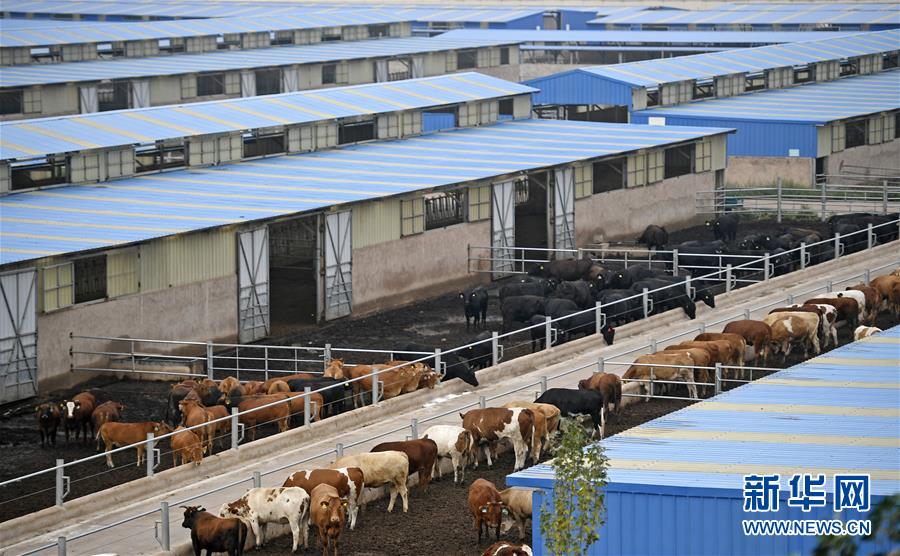 （壯麗70年&middot;奮斗新時代&mdash;&mdash;共和國發展成就巡禮&middot;圖文互動）（11）生態美、百姓富&mdash;&mdash;品讀嶄新&ldquo;寧夏畫卷&rdquo;