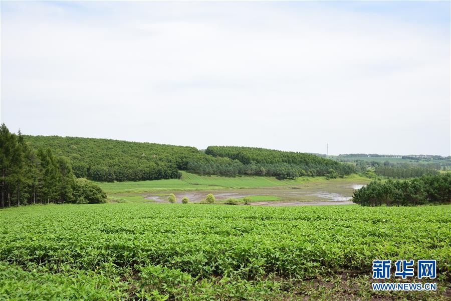 （在習(xí)近平新時代中國特色社會主義思想指引下&mdash;&mdash;新時代新作為新篇章&middot;圖文互動）（2）向林木要錢，讓綠樹生金&mdash;&mdash;黑龍江省拜泉縣發(fā)展綠色經(jīng)濟助脫貧