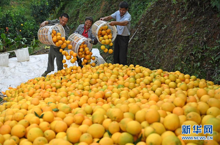 （紅土地&ldquo;往事新說&rdquo;&middot;圖文互動）（7）昔日房前&ldquo;一棵苗&rdquo; 今朝引來橙滿枝