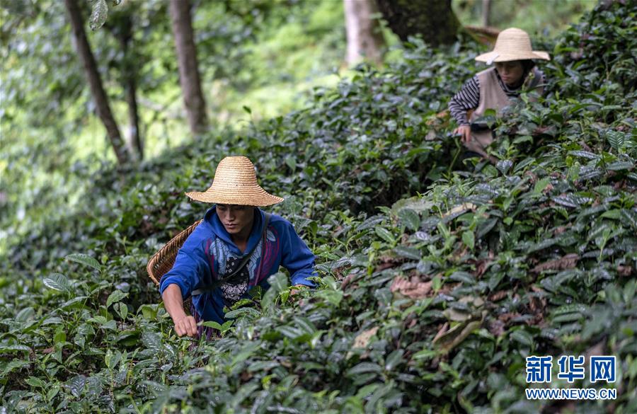 （決戰(zhàn)決勝脫貧攻堅(jiān)&middot;圖文互動(dòng)）（5）怒江大峽谷興起&ldquo;生態(tài)行當(dāng)&rdquo;