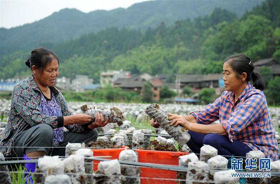 （全面深化改革&middot;圖文互動）（10）&ldquo;減&rdquo;出效益 &ldquo;融&rdquo;出特色 &ldquo;服&rdquo;出動力&mdash;&mdash;貴州推進農村產業結構調整觀察