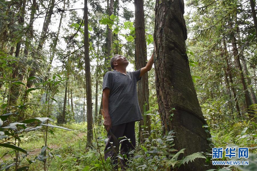 （愛國情 奮斗者&middot;圖文互動）（3）貴州印江高石坎護林隊：半輩子，以林場為家