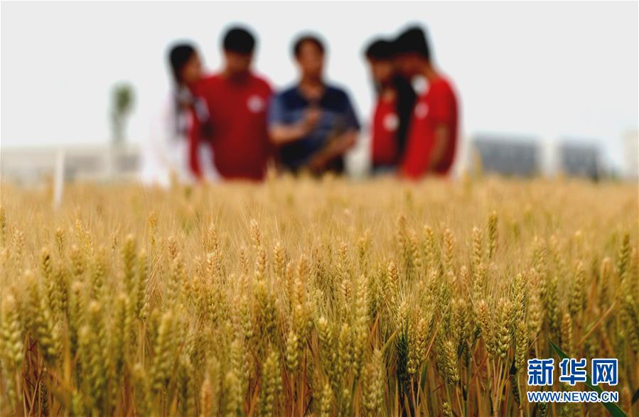 （在習近平新時代中國特色社會主義思想指引下&mdash;&mdash;新時代新作為新篇章&middot;總書記關心的百姓身邊事&middot;圖文互動）（2）&ldquo;農&rdquo;字頭照樣&ldquo;大&rdquo;作為&mdash;&mdash;豐收時節看涉農高校人才在希望的田野