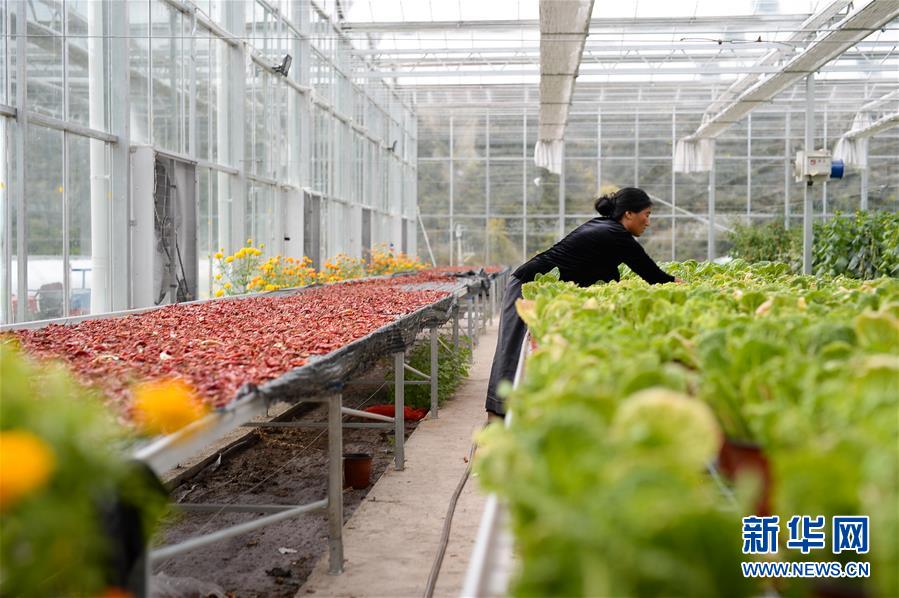 （新華全媒頭條&middot;圖文互動）（13）格?；ㄩ_滿天路&mdash;&mdash;寫在川藏公路通車65周年之際