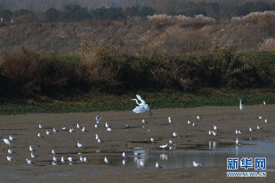 （新華全媒頭條&middot;圖文互動(dòng)）（3）大湖見(jiàn)證&mdash;&mdash;長(zhǎng)三角三大淡水湖綠色發(fā)展之路
