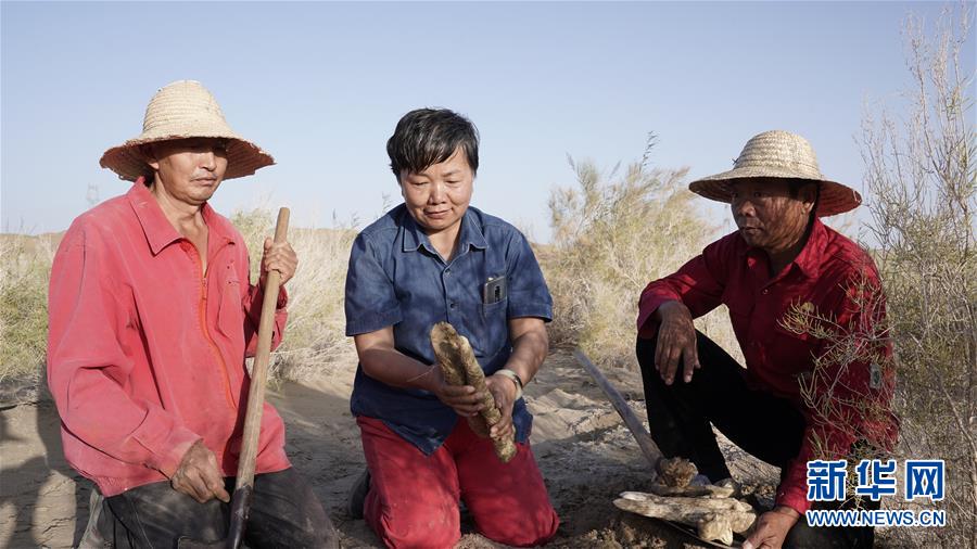 （新華全媒頭條&middot;圖文互動）（3）塔克拉瑪干的&ldquo;播綠使者&rdquo;&mdash;&mdash;中科院新疆生態(tài)與地理研究所高級工程師常青的故事