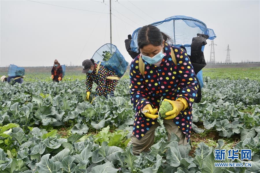 （做好六穩(wěn)工作 應對復雜局面&middot;圖文互動）（1）穩(wěn)住&ldquo;菜籃子&rdquo; 守住&ldquo;好日子&rdquo;
