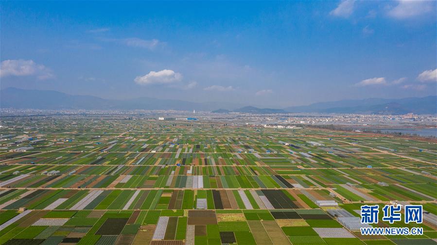 （抓好春耕備耕 穩住農業生產&middot;圖文互動）（5）&ldquo;栽種的是菜苗，收獲的是希望&rdquo;&mdash;&mdash;云南蔬菜集散地通?？h春耕見聞 