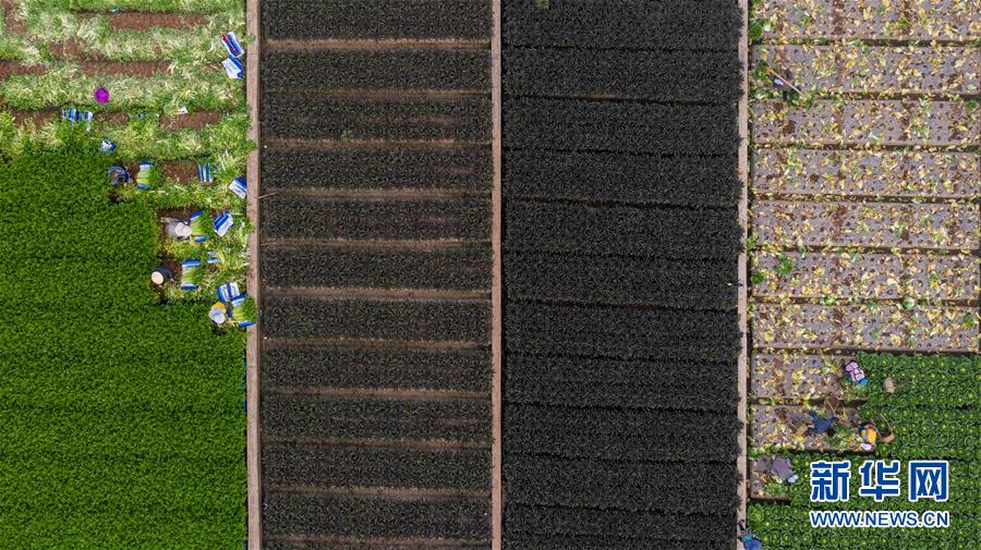（抓好春耕備耕 穩住農業生產&middot;圖文互動）（4）&ldquo;栽種的是菜苗，收獲的是希望&rdquo;&mdash;&mdash;云南蔬菜集散地通?？h春耕見聞 