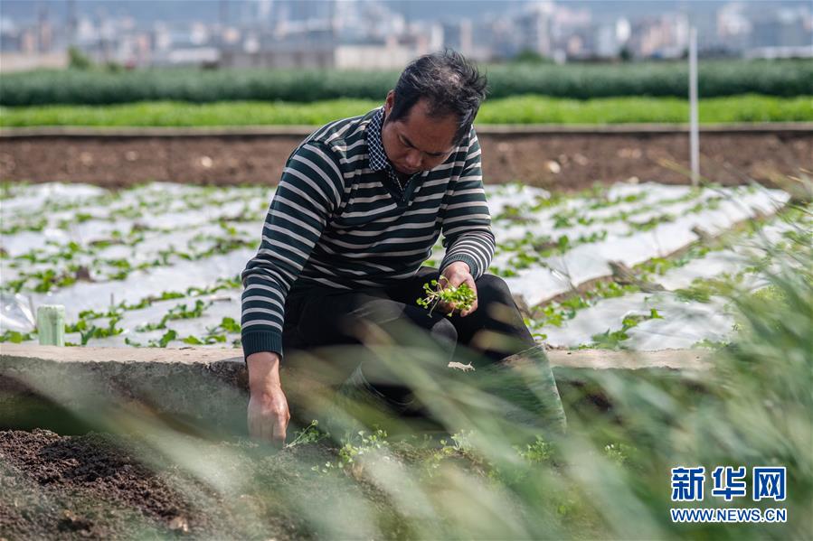 （抓好春耕備耕 穩住農業生產&middot;圖文互動）（3）&ldquo;栽種的是菜苗，收獲的是希望&rdquo;&mdash;&mdash;云南蔬菜集散地通海縣春耕見聞 