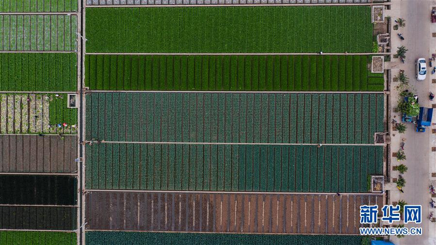 （抓好春耕備耕 穩住農業生產&middot;圖文互動）（1）&ldquo;栽種的是菜苗，收獲的是希望&rdquo;&mdash;&mdash;云南蔬菜集散地通海縣春耕見聞 