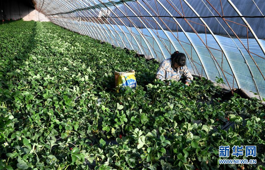 （在習(xí)近平新時(shí)代中國特色社會(huì)主義思想指引下&mdash;&mdash;新時(shí)代新作為新篇章&middot;習(xí)近平總書記關(guān)切事&middot;圖文互動(dòng)）（3）戰(zhàn)&ldquo;疫&rdquo;要?jiǎng)艜r(shí)，戰(zhàn)&ldquo;貧&rdquo;再加把勁！&mdash;&mdash;中央各部門助力脫貧攻堅(jiān)很給力