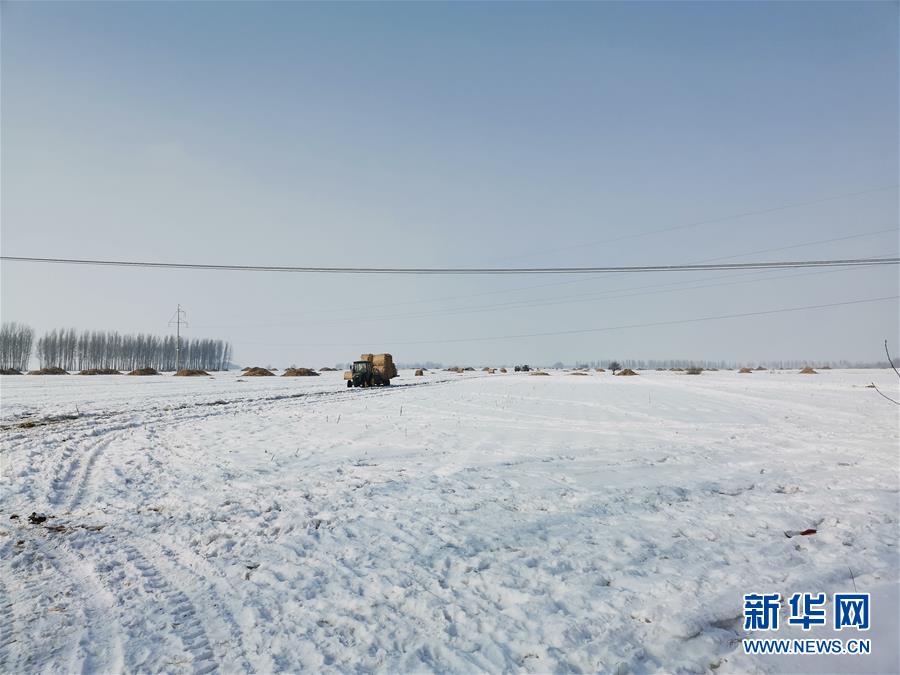 （抓好春耕備耕 穩(wěn)住農(nóng)業(yè)生產(chǎn)&middot;圖文互動）（2）土地找&ldquo;管家&rdquo; 線上保春耕&mdash;&mdash;黑龍江省蘭西縣農(nóng)業(yè)生產(chǎn)托管服務見聞