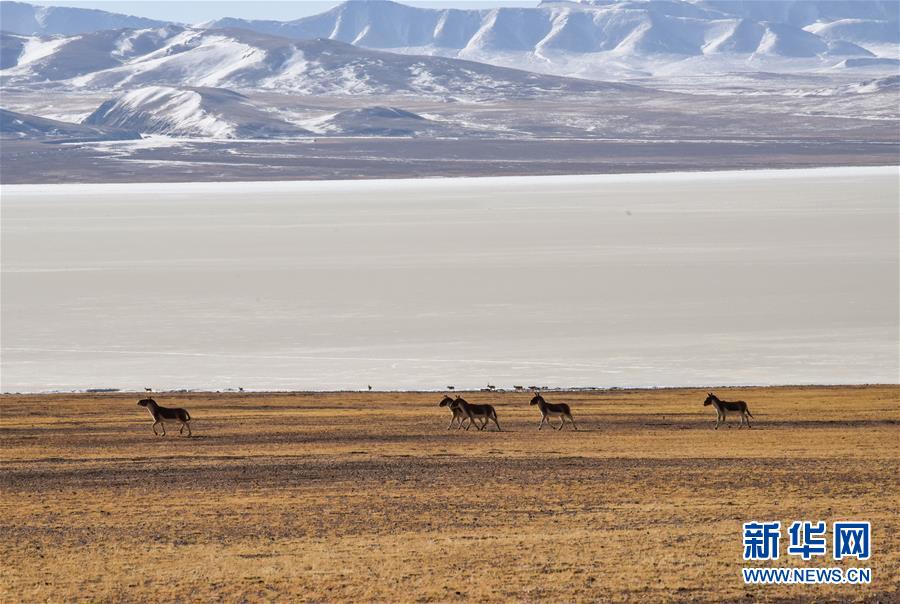 （新華全媒頭條&middot;圖文互動）（3）跨越半個世紀的生命遷徙&mdash;&mdash;西藏極高海拔生態搬遷破解人與自然共生難題
