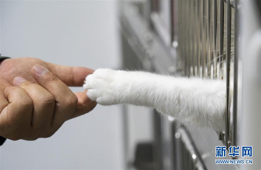 （聚焦疫情防控）（11）武漢：動物醫院里的臨時&ldquo;奶爸&rdquo;