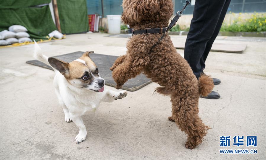 （聚焦疫情防控）（14）武漢：動物醫院里的臨時&ldquo;奶爸&rdquo;