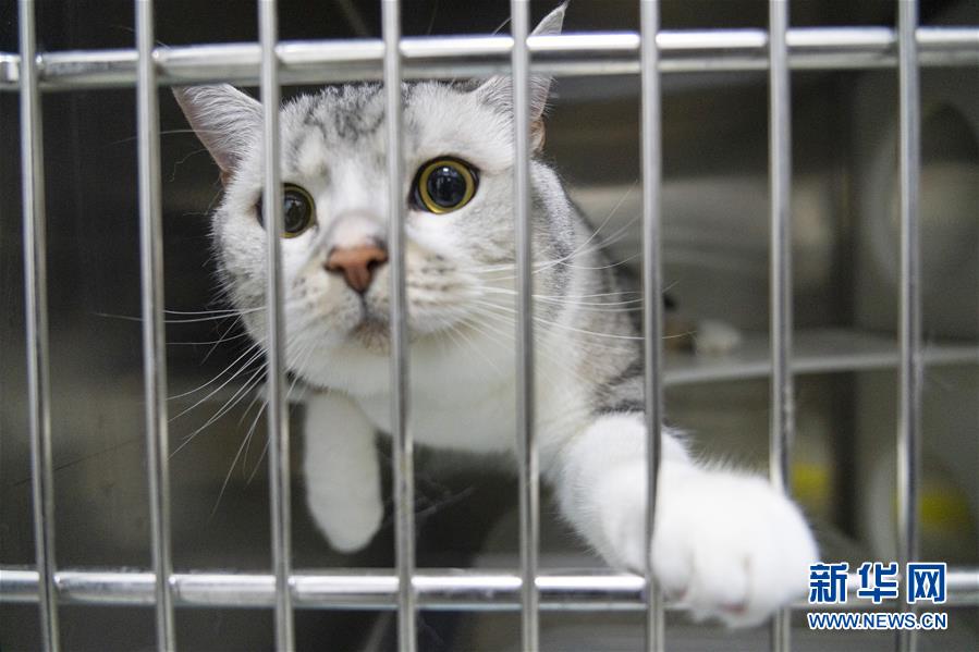 （聚焦疫情防控）（15）武漢：動物醫院里的臨時&ldquo;奶爸&rdquo;