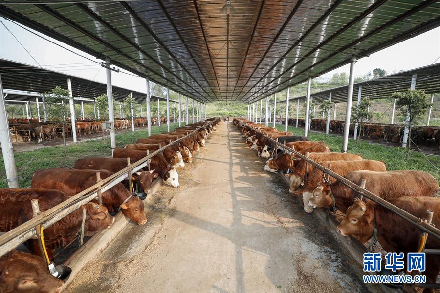 (圖文互動)(4)疏通產(chǎn)業(yè)鏈堵點(diǎn) 保障“菜籃子”供應(yīng)——重慶養(yǎng)殖大區(qū)力促養(yǎng)殖業(yè)補(bǔ)損復(fù)產(chǎn)