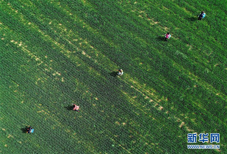 （新華全媒頭條&middot;圖文互動）（5）春天，匯聚復(fù)蘇的力量&mdash;&mdash;寫在2020年首季中國經(jīng)濟收官之際