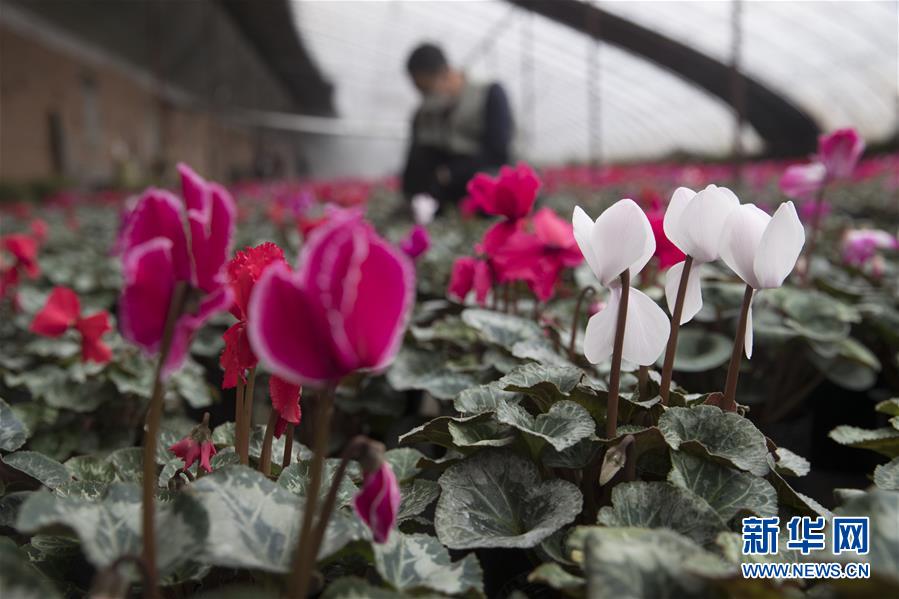 （在習近平新時代中國特色社會主義思想指引下&mdash;&mdash;新時代新作為新篇章&middot;習近平總書記關切事&middot;圖文互動）（2）希望的田野，希望的春天&mdash;&mdash;各地農業生產新動態掃描