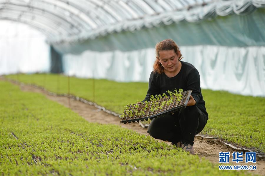 (決戰(zhàn)決勝脫貧攻堅(jiān)·圖文互動(dòng))(8)決戰(zhàn)昆侖——新疆聚焦10個(gè)未摘帽縣展開(kāi)深度貧困攻堅(jiān)戰(zhàn)