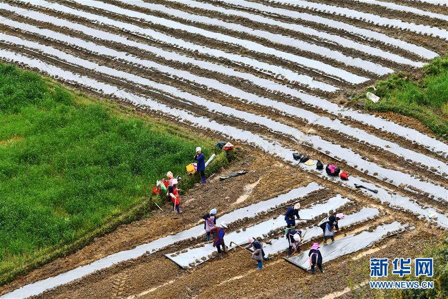 (決戰決勝脫貧攻堅·圖文互動)(5)貴州黔東南:搶抓壩區春耕 決勝脫貧攻堅