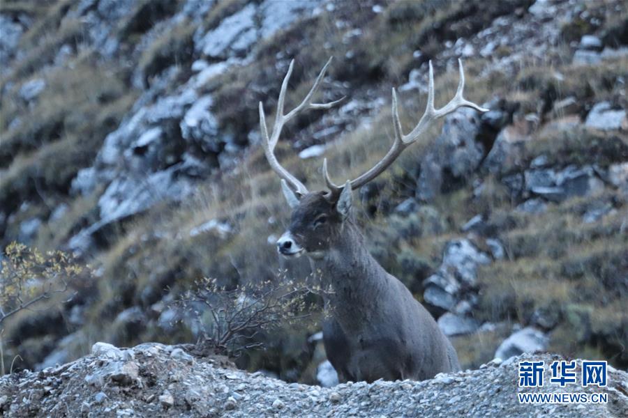 （玉樹地震10周年&middot;圖文互動）（2）牧民才仁尼瑪的&ldquo;科研&rdquo;人生