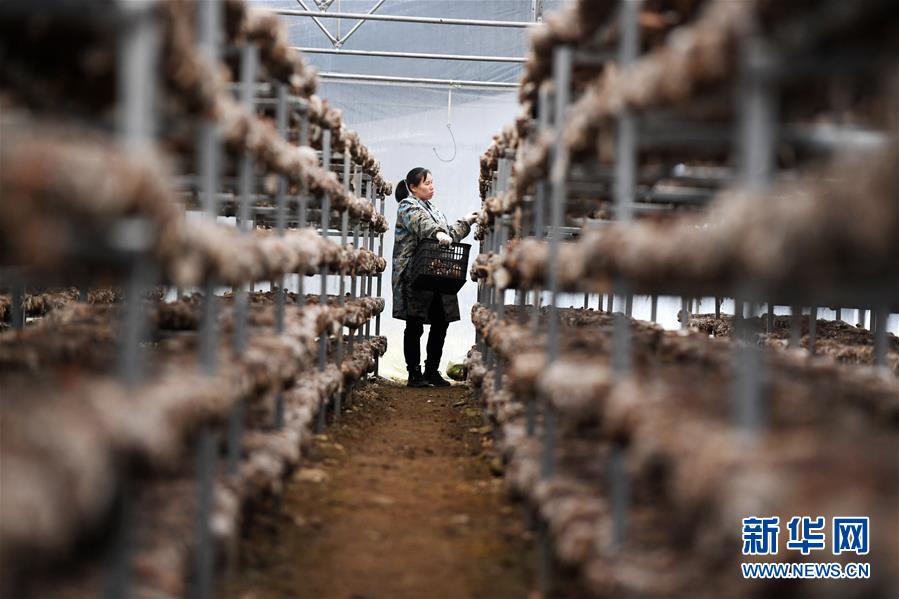 （決戰(zhàn)決勝脫貧攻堅(jiān)&middot;圖文互動(dòng)）（5）多重保障 不漏一人&mdash;&mdash;貴州一個(gè)脫貧&ldquo;摘帽&rdquo;縣的防貧機(jī)制探索