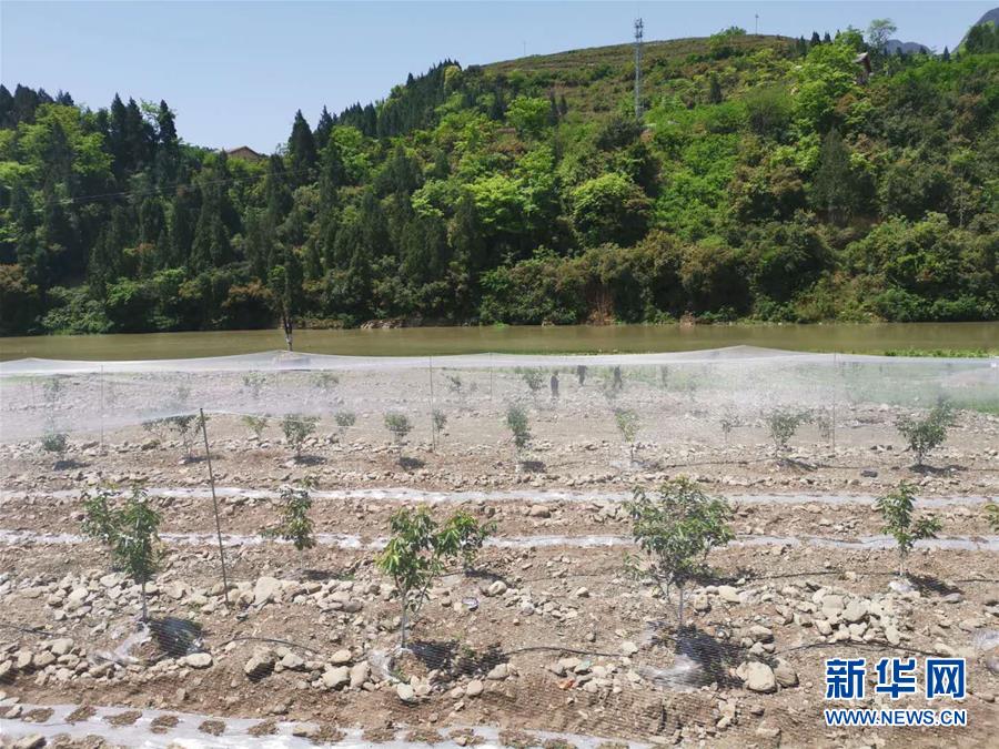 （決戰決勝脫貧攻堅&middot;圖文互動）（3）野奶角又見春天