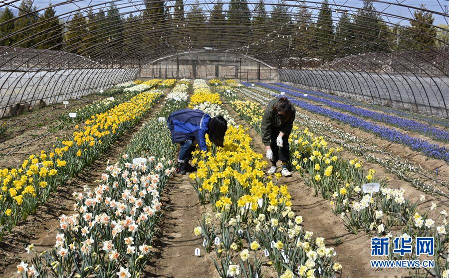 (新華全媒頭條·圖文互動)(2)永遠的夢想 永恒的追求——寫在北京世園會開幕一周年之際