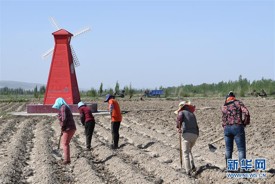 （決戰決勝脫貧攻堅&middot;圖文互動）（1）在&ldquo;石頭灘&rdquo;耕耘&ldquo;紫色夢想&rdquo;