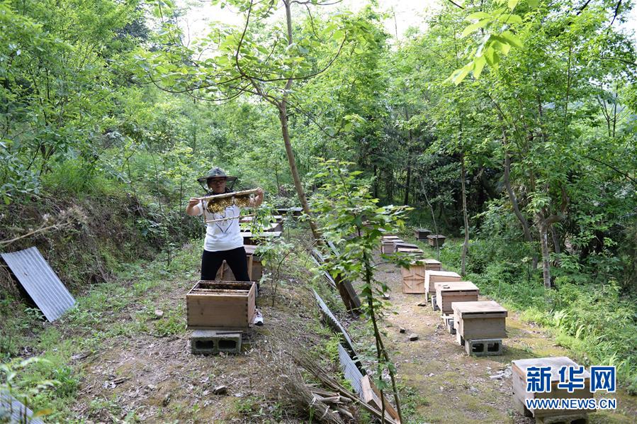（決戰決勝脫貧攻堅&middot;圖文互動）（2）&ldquo;蜂妹子&rdquo;楊春竹：鄉村發展需要年輕人&rdquo;