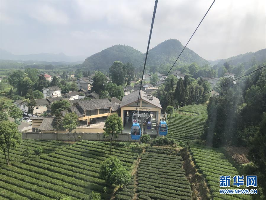 （決戰決勝脫貧攻堅&middot;圖文互動）人均一畝茶 如此富萬家&mdash;&mdash;貴州鳳岡茶產業的嬗變