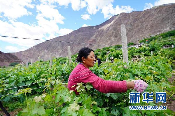 （決戰(zhàn)決勝脫貧攻堅(jiān)&middot;圖文互動）（2）西藏昌都&ldquo;甜蜜&rdquo;產(chǎn)業(yè)助脫貧