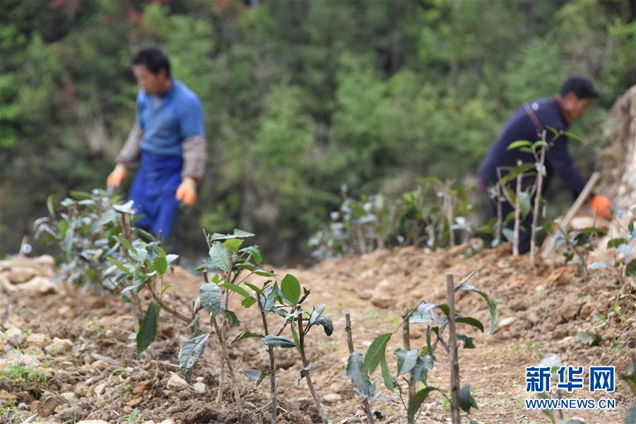 (圖片互動)(3)再訪貴州極貧鄉鎮看“四變”