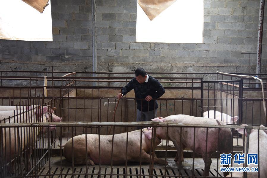 （新華全媒頭條&middot;圖文互動）（4）刺梨花開滿山紅&mdash;&mdash;記在貴州脫貧攻堅一線奮斗的殘疾人
