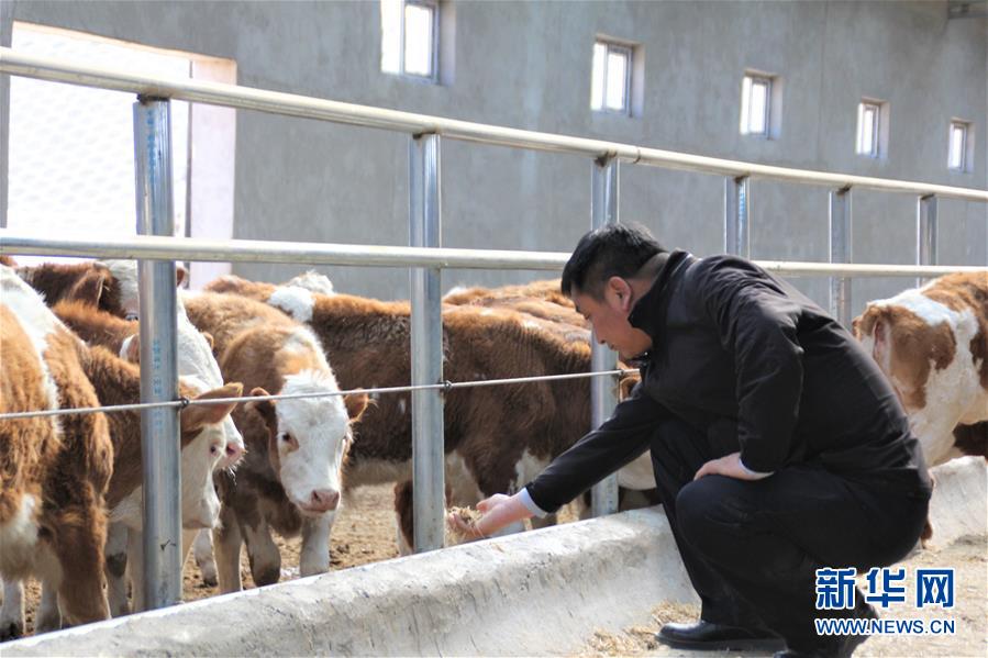 (脫貧攻堅·扶貧印記)(4)“牛書記”帶領牧民發展“牛產業”助力脫貧