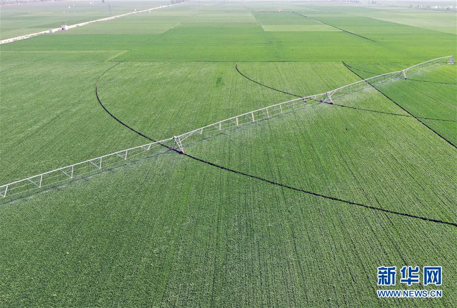 （在習近平新時代中國特色社會主義思想指引下&mdash;&mdash;新時代新作為新篇章&middot;習近平總書記關切事&middot;圖文互動）（4）新農事、新希望&mdash;&mdash;夏收前田間新動態掃描