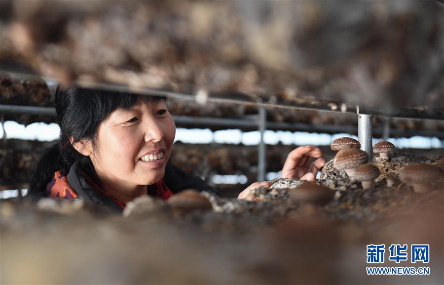 （新華全媒頭條&middot;圖文互動）（4）且看信心如何讓黃土變成金&mdash;&mdash;&ldquo;環京津貧困帶&rdquo;整體脫貧記