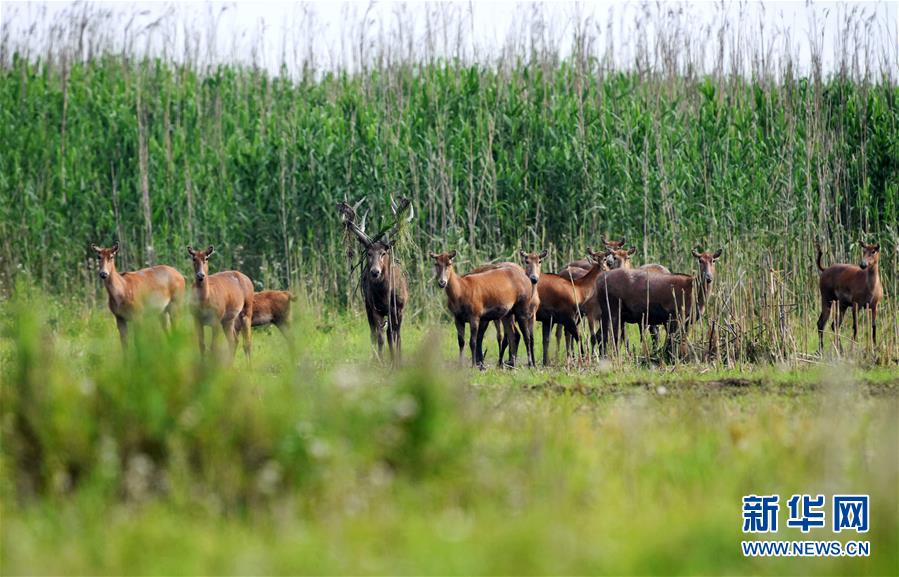 （新華全媒頭條&middot;圖文互動）（9）大湖新歌&mdash;&mdash;我國兩大淡水湖全面生態修復進行時