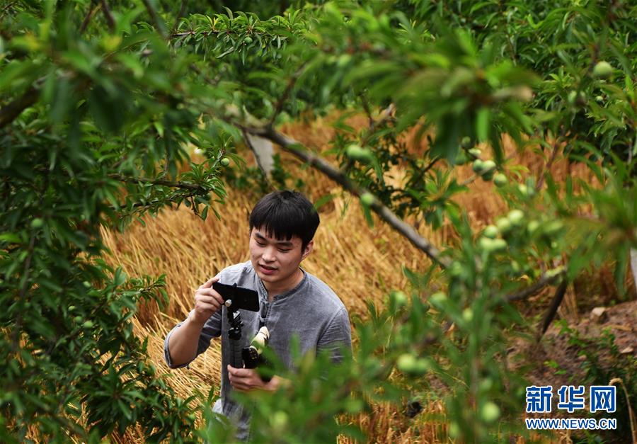 （新華全媒頭條&middot;圖文互動）（4）待到滿山紅葉時&mdash;&mdash;三峽重慶庫區踐行新發展理念面面觀
