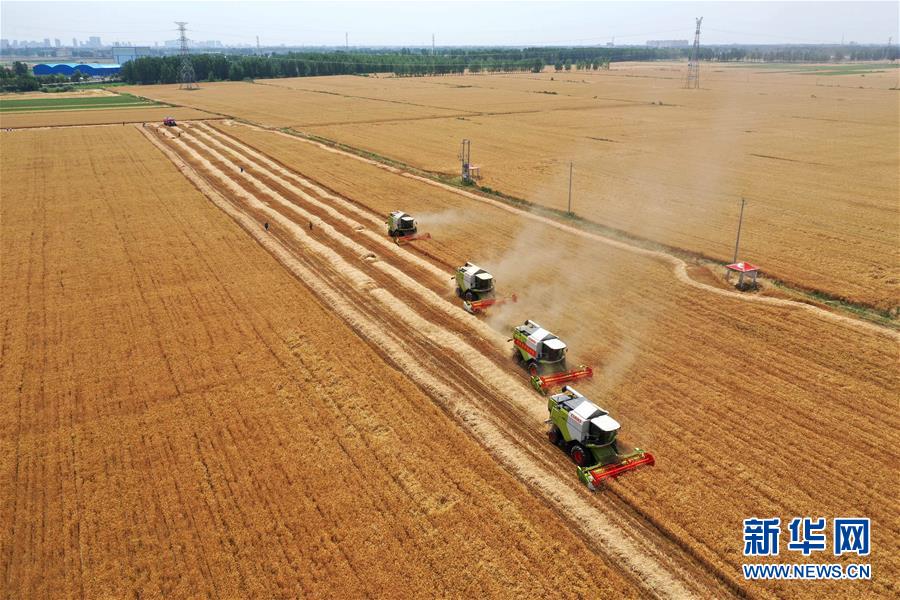 （新華全媒頭條&middot;圖文互動）（4）庚子之豐&mdash;&mdash;2020年河南夏糧豐收圖景