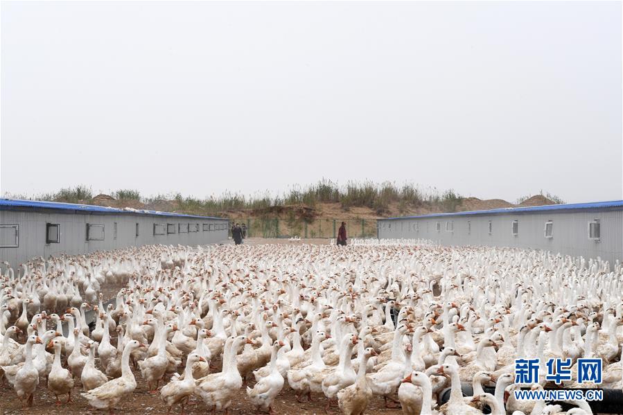 （決戰(zhàn)決勝脫貧攻堅(jiān)&middot;聚焦三區(qū)三州&middot;圖文互動(dòng)）（2）號(hào)角聲里看于田&mdash;&mdash;來自庫爾班大叔故鄉(xiāng)的脫貧報(bào)告