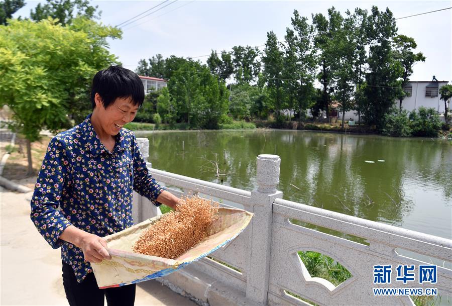 （關注三夏&middot;圖文互動）（2）2020 豐收的心情