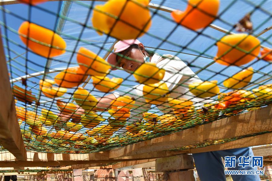 （決戰決勝脫貧攻堅&middot;圖文互動）（1）新疆&ldquo;杏鄉&rdquo;：杏果飄香 走出深閨助脫貧