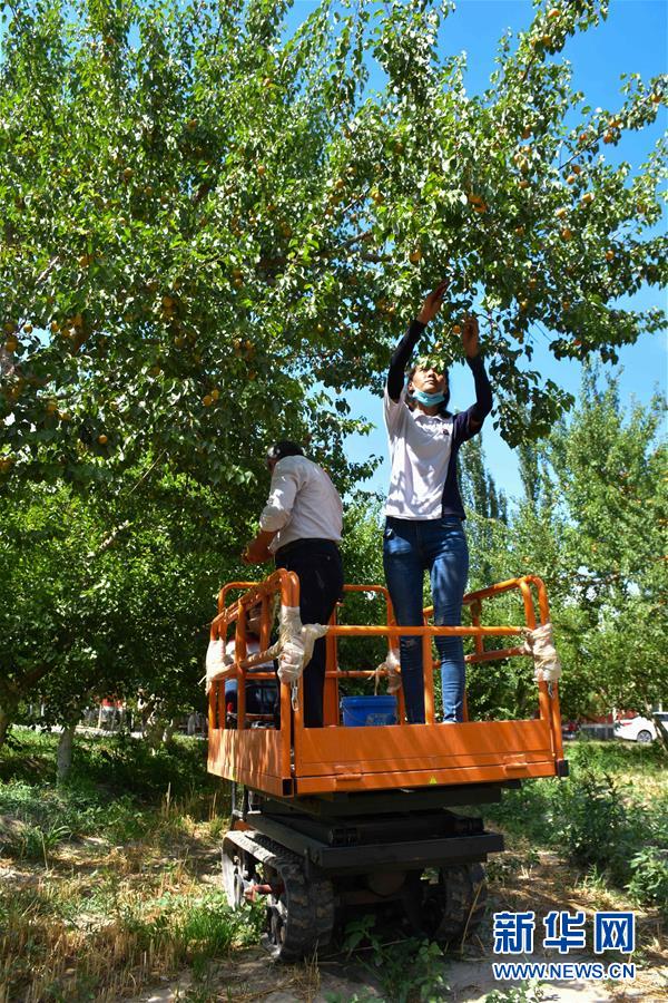 （決戰決勝脫貧攻堅&middot;圖文互動）（2）新疆&ldquo;杏鄉&rdquo;：杏果飄香 走出深閨助脫貧
